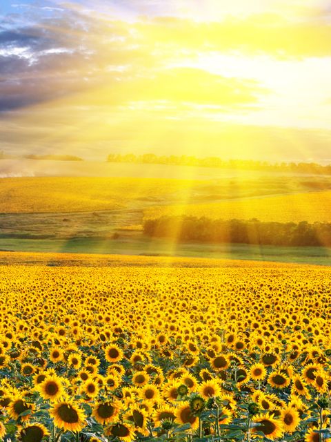 Sonnenaufgang über einem Sonnenblumenfeld