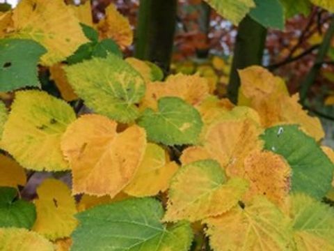 grüne und gelbe Blätter der Silber-Linde im Herbst