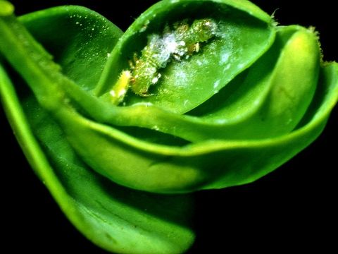 Buchsbaumblattfloh (Bild: Pflanzenschutzamt Berlin)