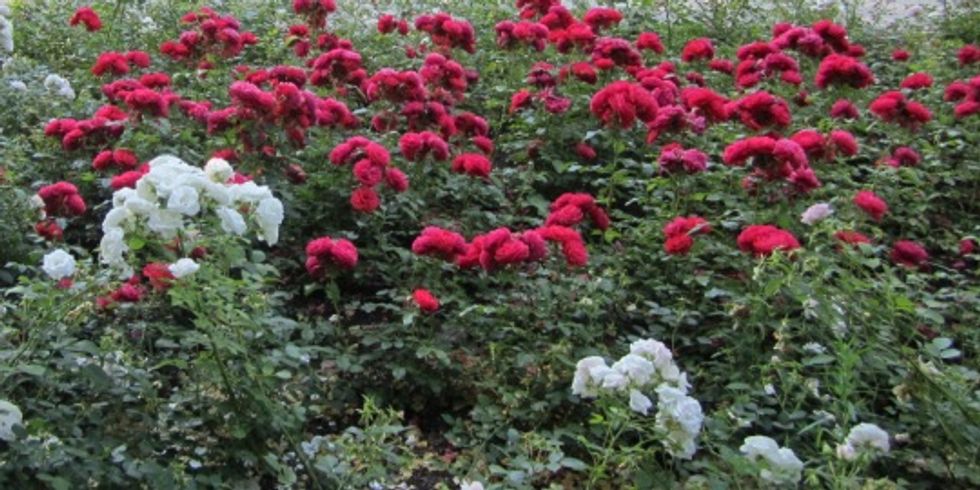 Rosengarten im Treptower Park - Seerosenbecken