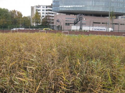 Retentionsbodenfilter (Schilfklärankage): Schilfbestand 2,5 Jahre nach der Pflanzung (Bild: Umwelt- und Naturschutzamt CW)