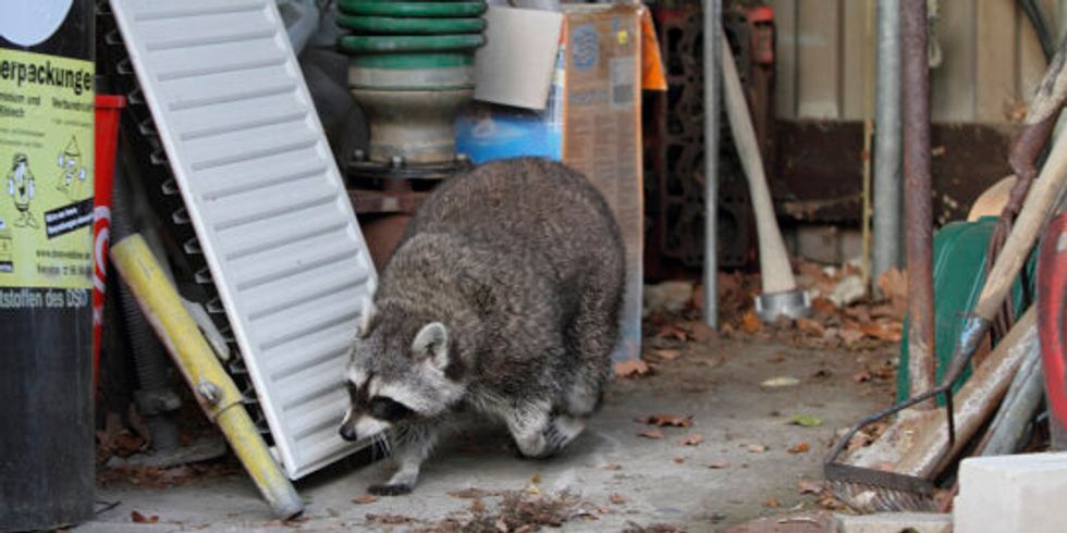 Waschbär in einem Geräteschuppen