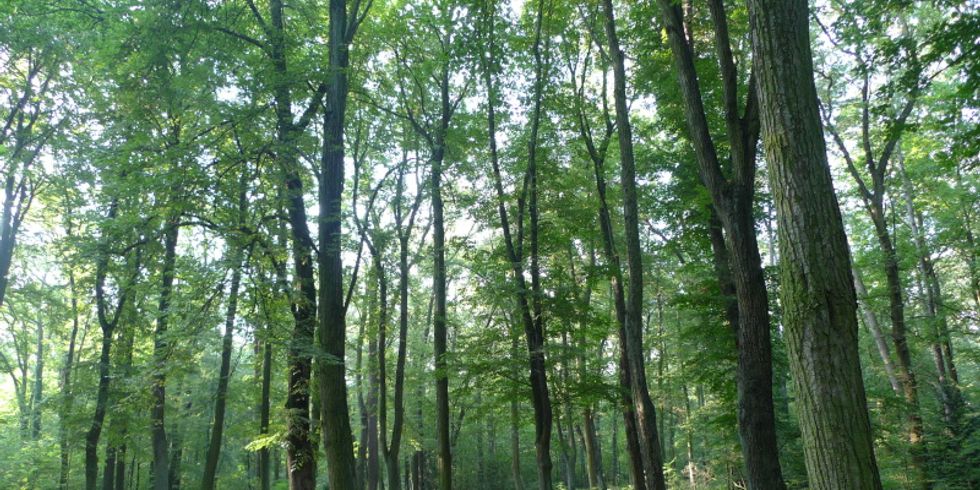 Heinrich Laehr Park 1
