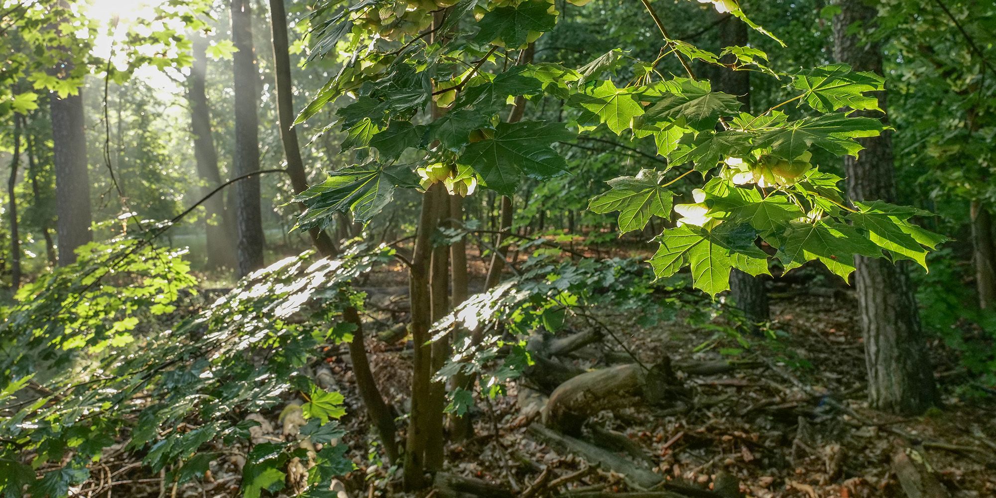 Naturwaldentwicklungsflächen