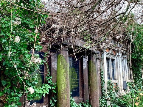 mit Efeu überwachsene Familiengrabstätten an der Wand auf dem ehemaligen Friedhof Gotlindestraße