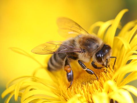 Erst nach drei Wochen fliegt sie als Sammelbiene im Umkreis von bis zu drei Kilometern über die Felder