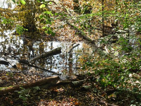 Moorlandschaft am Teufelssee