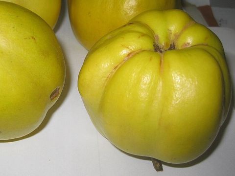 Quitte (Cydonia oblonga), Apfelquitte (Cydonia oblonga var. maliformis)