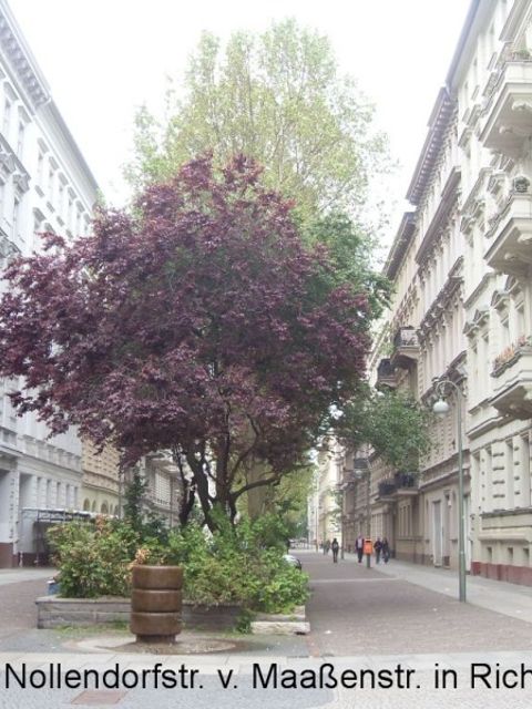 Blick in die Nollendorfstraße von Maaßenstraße in Richtung Osten