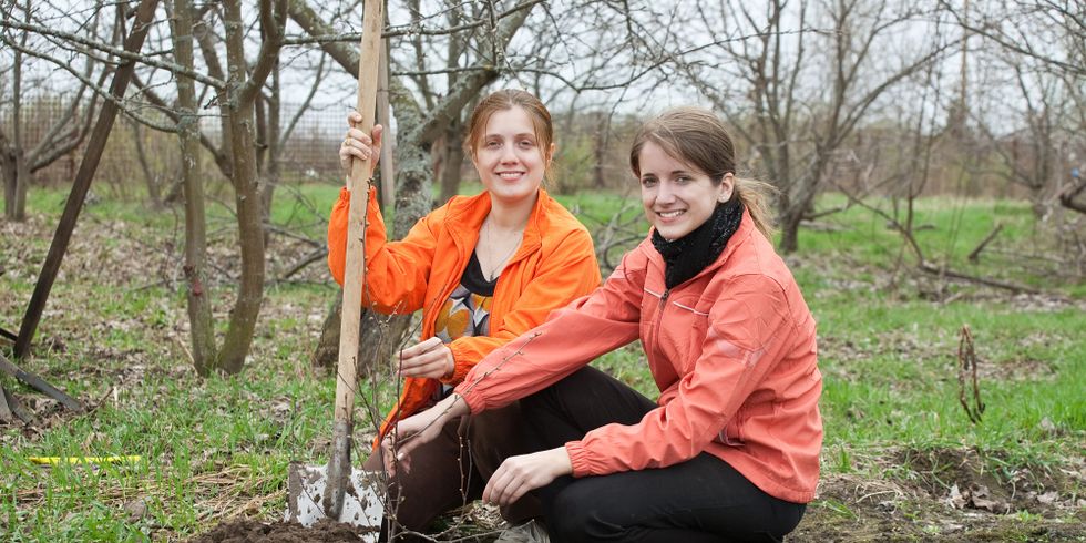 Frauen pflanzen Baum mit Schaufel im Park