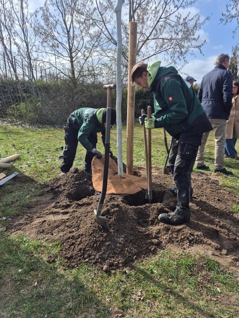 Eventpflanzung GESOBAU 2026: Herstellung des Baumbocks (Bild: SenMVKU)