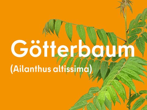 Götterbaum auf orangenem Grund mit der Beschriftung "Götterbaum (Ailanthus altissima)