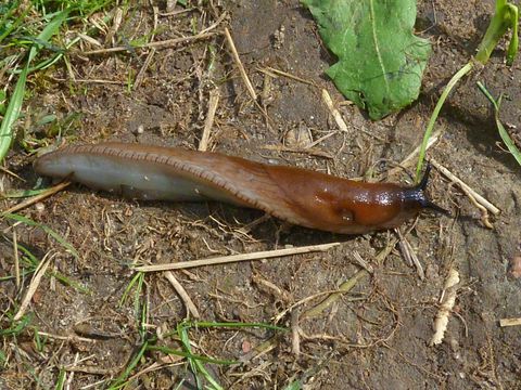 Nacktschnecke (Bild: Pflanzenschutzamt Berlin)