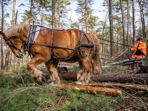 Arbeit mit Rückepferden in der Revierförsterei Dreilinden