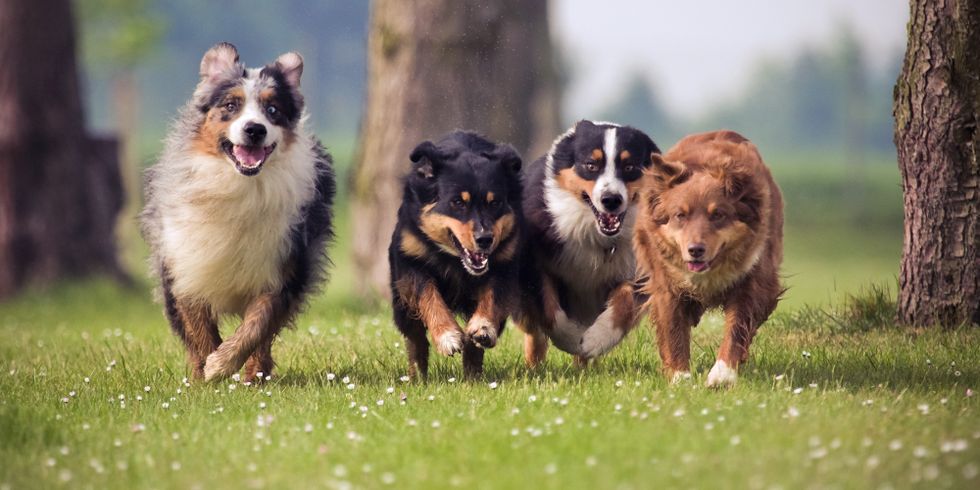 Vier Hunde auf einer Wiese