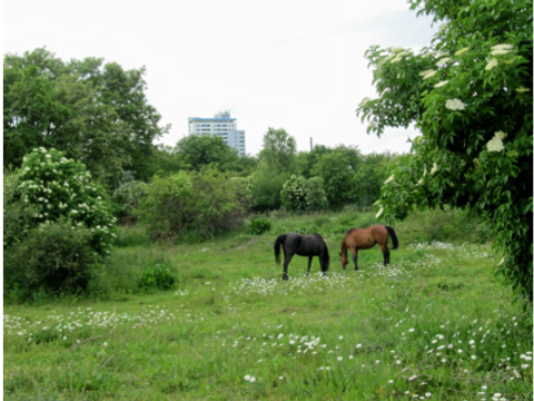 Lichterfelder Weidelandschaft