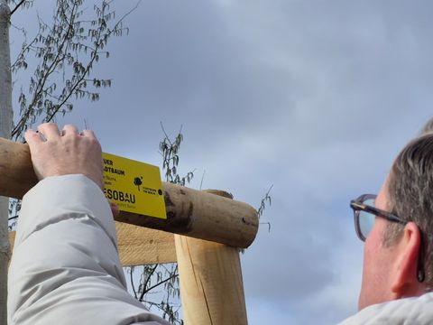 Eventpflanzung GESOBAU 2026: Anbringung des Baumschilds durch Herrn Holborn, Vorstand der GESOBAU (Bild: SenMVKU)