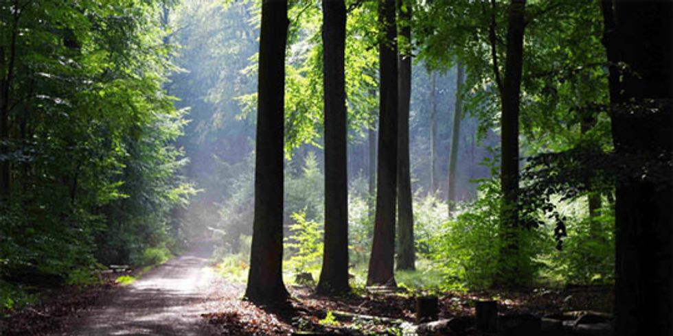 Wald in Berlin