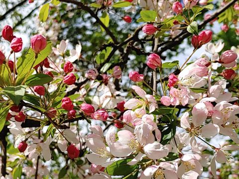 Baumblüte in der Nähe des Görlitzer Park