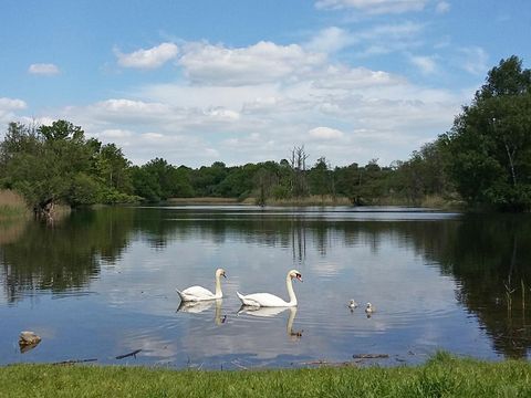 Schwäne auf dem Köppchensee