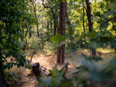 Wuhlheide:Wald