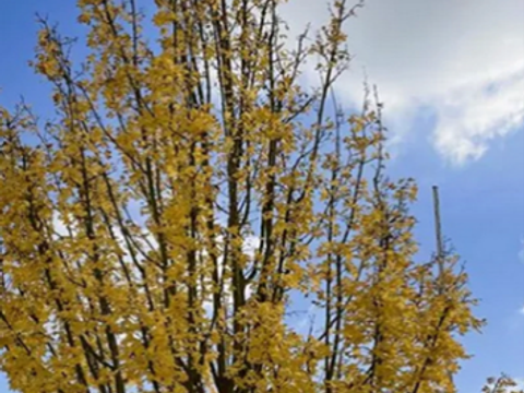 Feld-Ahorn mit gelber Herbstfärbung der Blätter