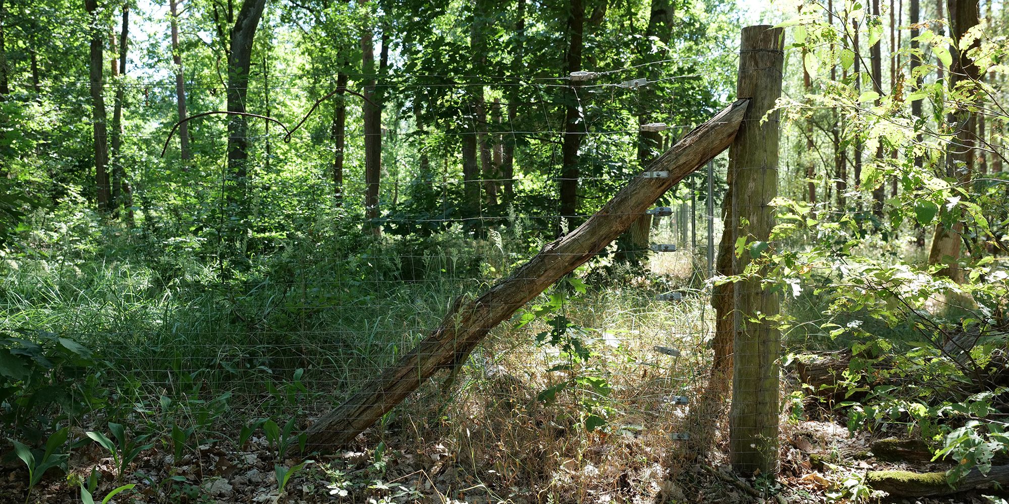 Eingezäunte Naturwaldentwicklungsfläche links