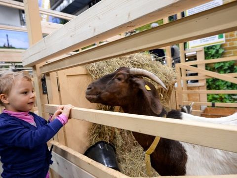 Junges Mädchen neben einer Ziege