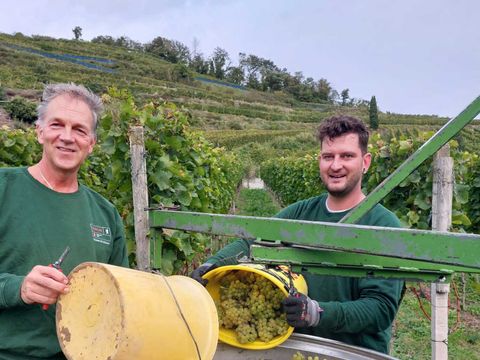 Uwe Dieckow (l.) und Kevin Köstner vom SGA-Revier Humboldthain bei der Weinlese in Achkarren am Kaiserstuhl.