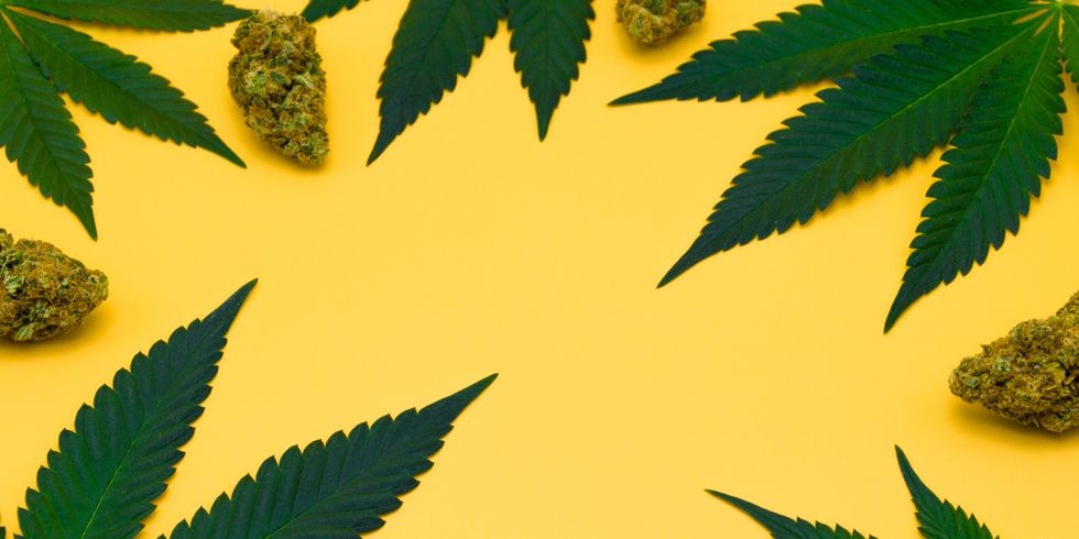 Grüne, frische Cannabisblätter umrahmen getrocknete Blütenknospen auf gelbem, isoliertem Hintergrund mit Freiraum. Marihuana-Blatt auf orangefarbenem Hintergrund, Studioaufnahme, Draufsicht.
