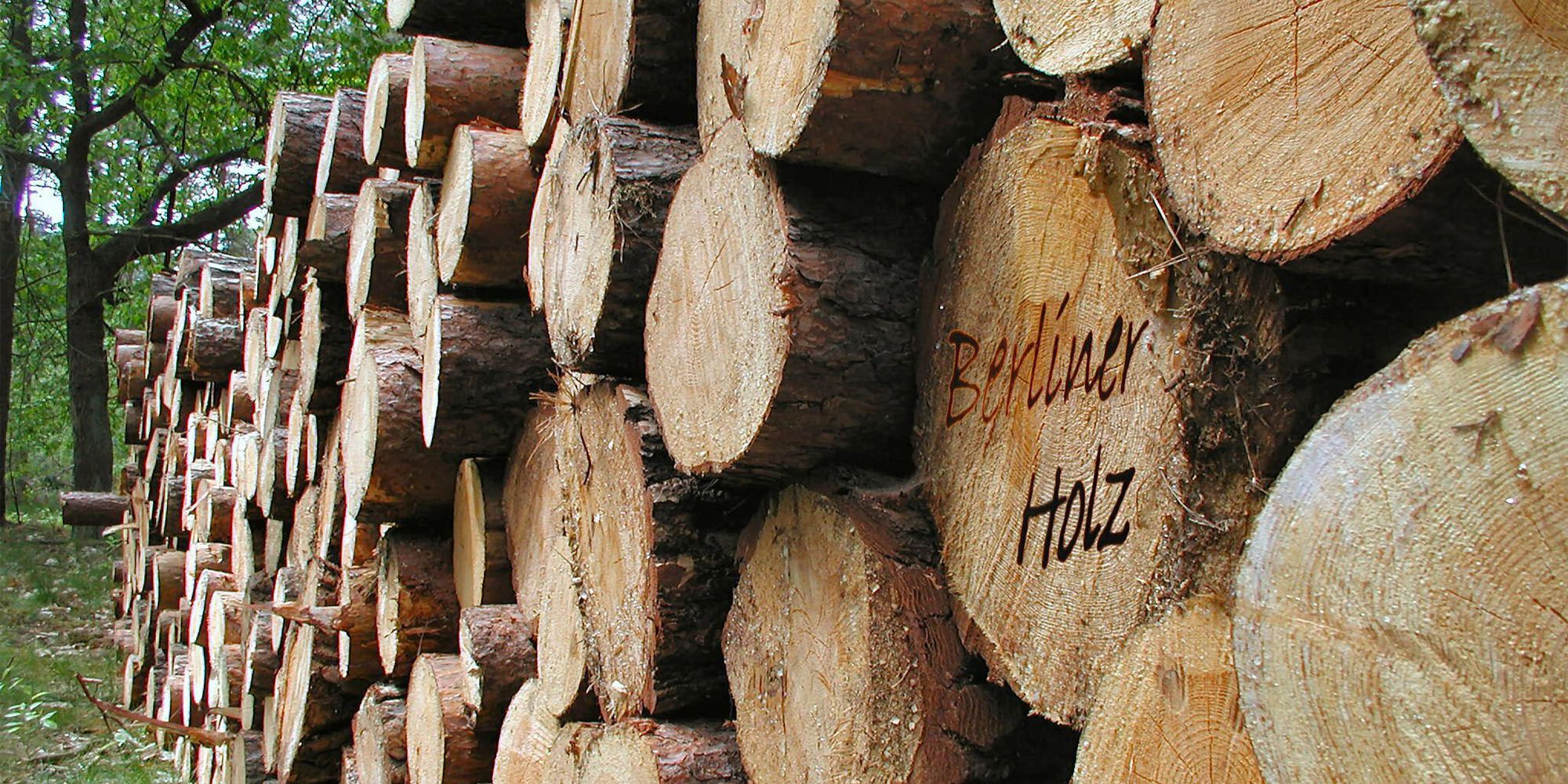 Holzstapel im Wald