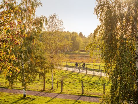 Im Vordergrund sind mehrere Birken zu sehen. Im Hintergrund fährt ein Pärchen auf zwei Fahrrädern den Weg entlang