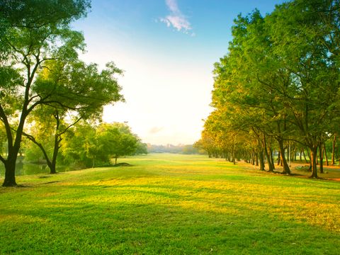 Baumlandschaft