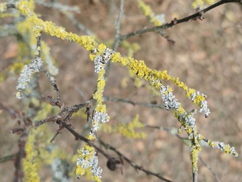 Flechten an Ästen (Bild: Pflanzenschutzamt Berlin)