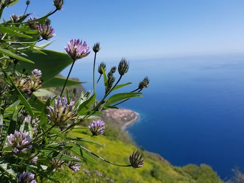 Blumen im Vordergrund mir blauem Meer im Hintergrund