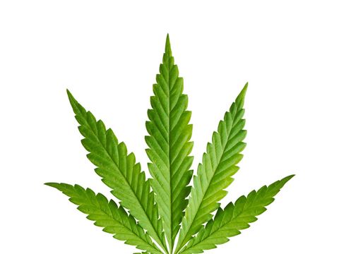Blatt der Hanfpflanze
