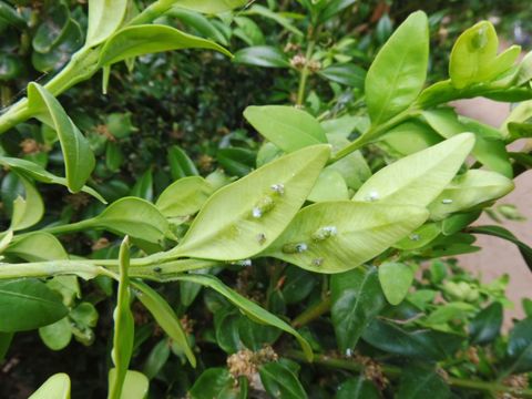 Befallssymptom Buchsbaumblattfloh (Bild: Pflanzenschutzamt Berlin)