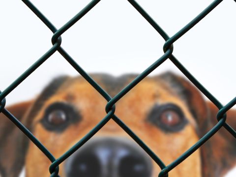 Hund hinter Gittern