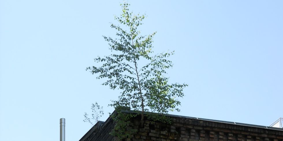 Baum in Hauswand