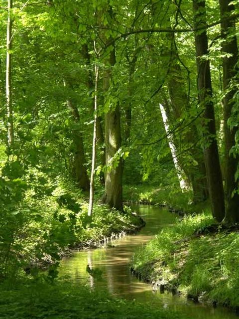 Im Bucher Schlosspark hat die Panke Berlin erreicht.
