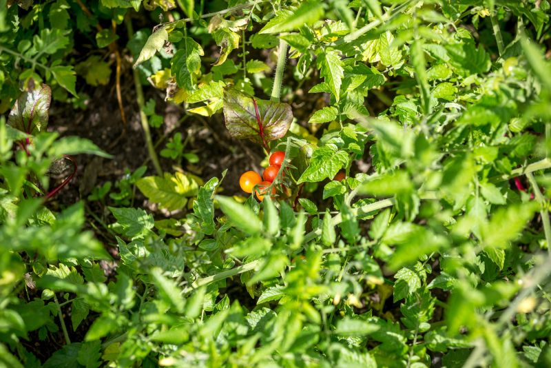 Kartoffelfest im SUZ Spandau
