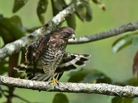 Mäusebussard steht auf einem Baumast