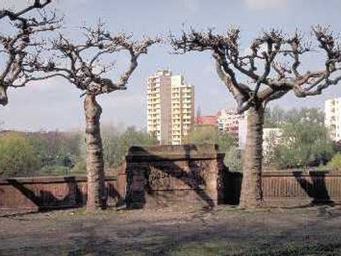 Platane - Geschnittene ahornblättrige Platane