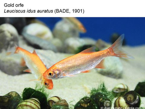 33 Gold orfe - Leuciscus idus auratus (Bade, 1901) (Image: Axel Gutjahr - Fotolia.com)
