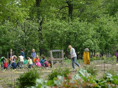 Schülerinnen und Schüler graben und giessen in einem Gemüsegarten