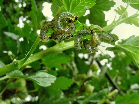 Raupen der Stachelbeerblattwespe (Bild: Pflanzenschutzamt Berlin)