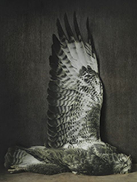 Ingar Krauss: Mäusebussard, 42 x 56 cm, Bromsilberpapier & Ölfarbe, 2013 (Bild: Ingar Krauss)