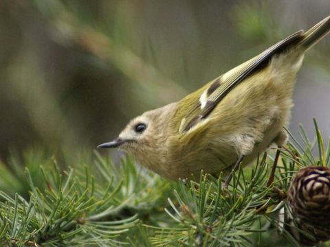 Freibrüter - Wintergoldhähnchen - Foto von trzy hem
