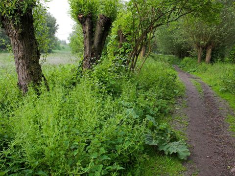 Von Kopfweiden und Staudenfluren gesäumter Feldweg (Bild: Bruno D'Amicis)