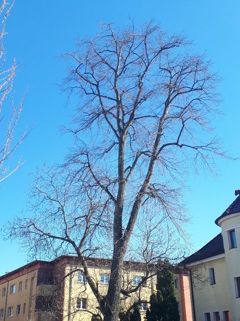 (Bild: BA TK)